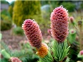 Picea pungens d